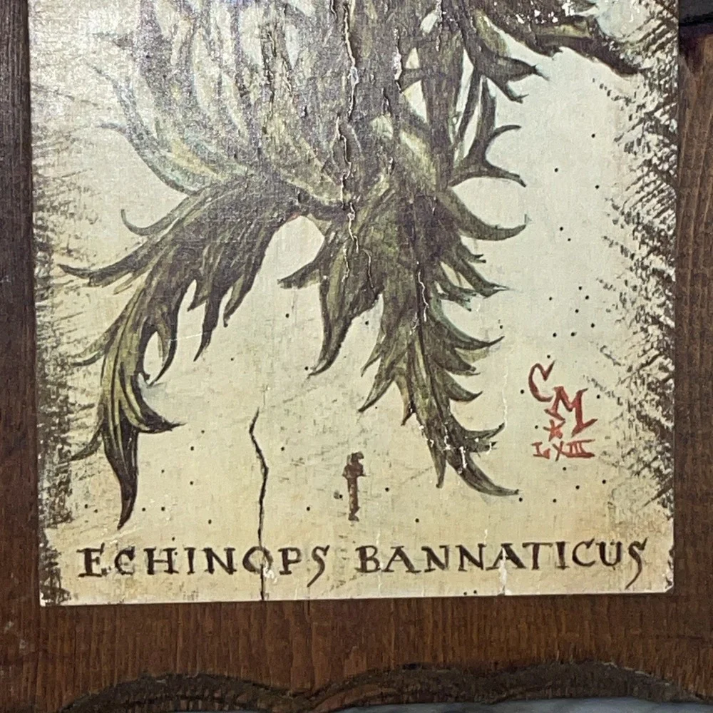 Blue Globe Thistle Echinops bannaticus | Vintage Botanical Decoupage Wood Plaque
